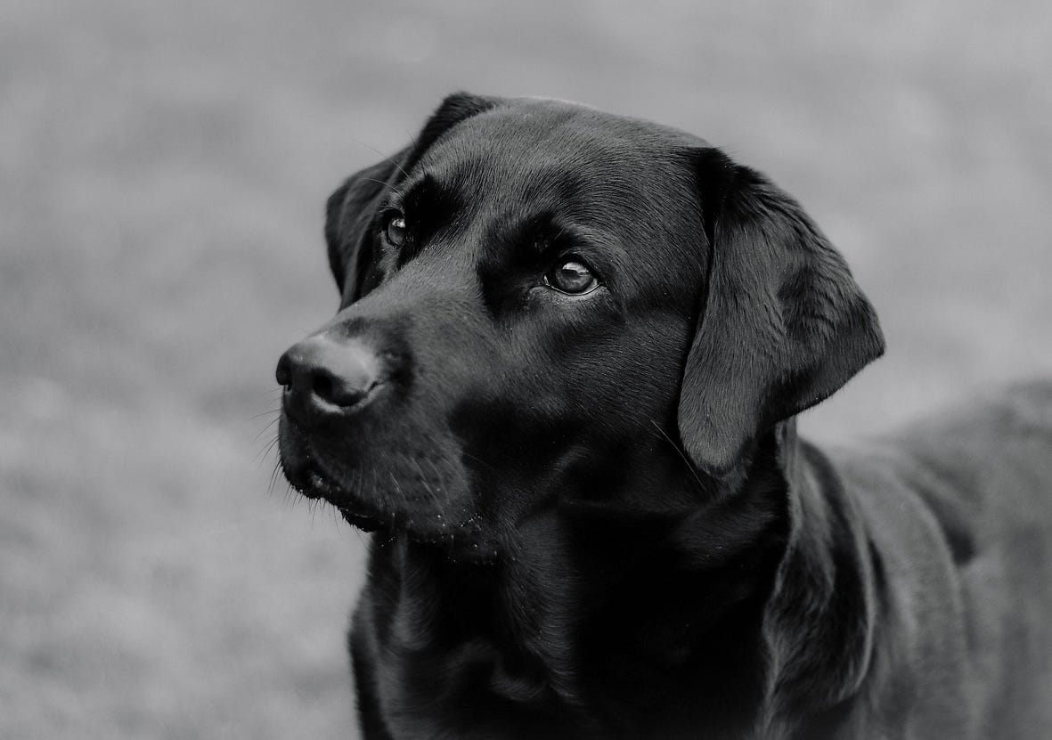 Black labrador looking quizzical